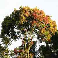 Large Cinnamon Tree: Scientific name is Cinnamomum Zeylanicum | Tree: Cinnamon @ TreePicturesOnline.com