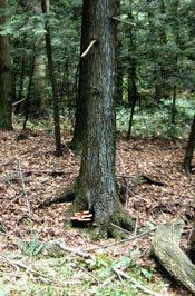 Hemlock Tree