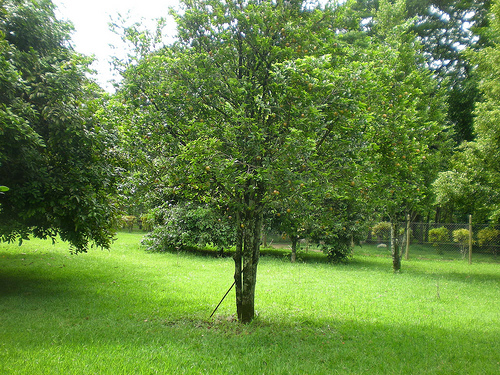 Nutmeg Tree: Pictures, Images, Photos, Info on Nutmeg Trees
