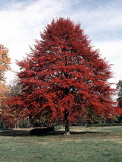 tupelo tree