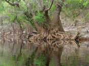 tupelo tree image