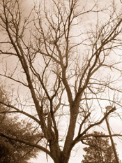 walnut tree image