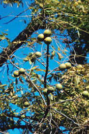 Walnut tree image: Walnut Fruit