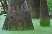 water tupelo tree