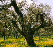 wild olive tree