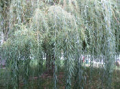 Willow Tree: Pictures, Photos, Images & Facts on Willow Trees