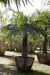 windmill palm tree