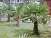 windmill palm image
